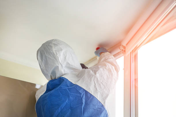 Environmental Consulting for Mold Prevention in Ronkonkoma, NY