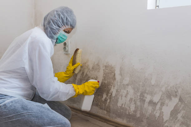 Why You Should Choose Our Mold Remediation Services in Ronkonkoma, NY